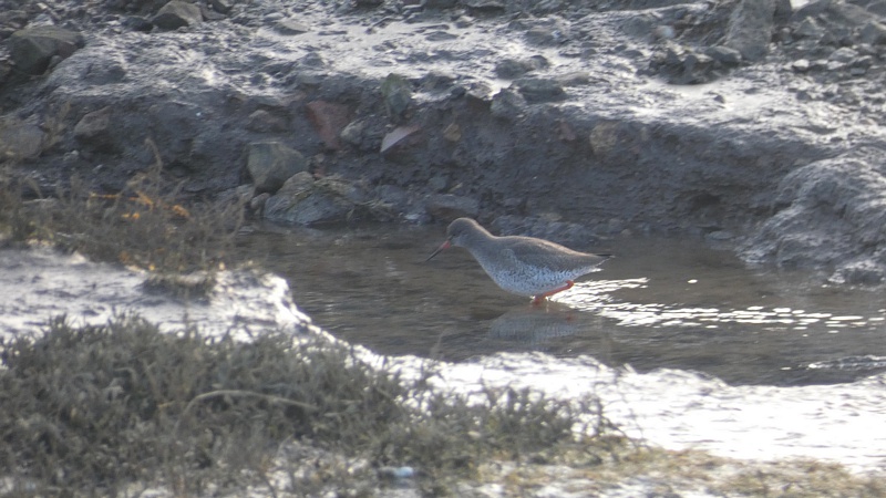 Select this image to see a larger version. Redshank
