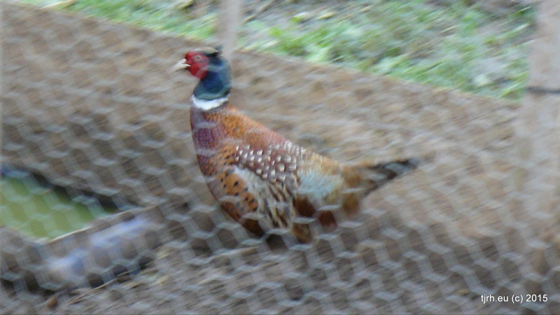 Select this image to see a larger version. Pheasant in captive breeding