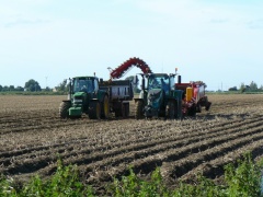 Harvesting spuds. Select this image to see a larger version. 