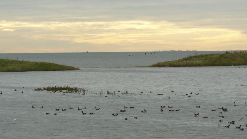 Select this image to see a larger version. High tide and the salt marshes are completely flooded. The Brent Geese shelter in the lagoon.