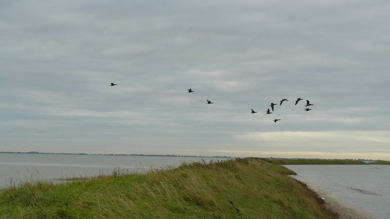 Select this image to see a larger version. The geese in the lagoon honk and others fly in from the estuary side to join them.