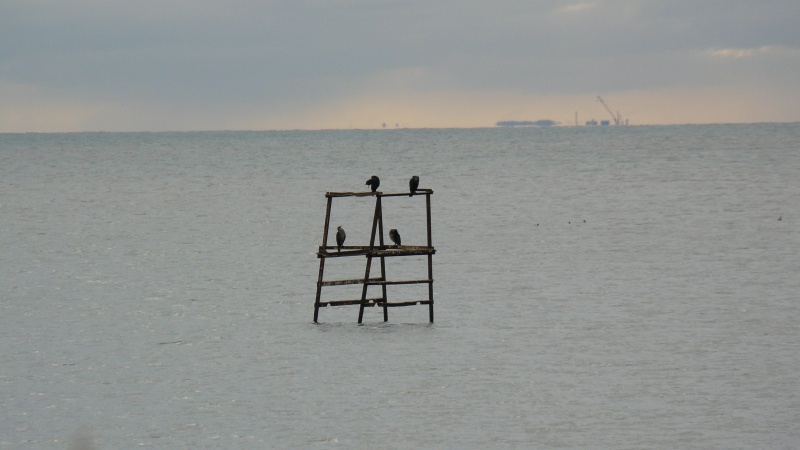 Select this image to see a larger version. Cormorants at high tide.