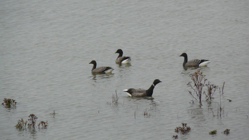 Select this image to see a larger version. Four of hundreds of Brent geese.